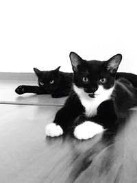 Portrait of black cat sitting at home