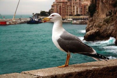 Seagull perching on sea shore