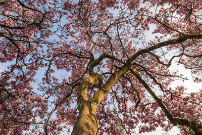 Low angle view of flowering tree against sky