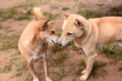 Side view of two dogs on land