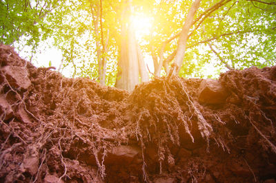 Sunlight streaming through trees in forest