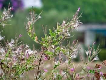 Close-up of purple flowering plant