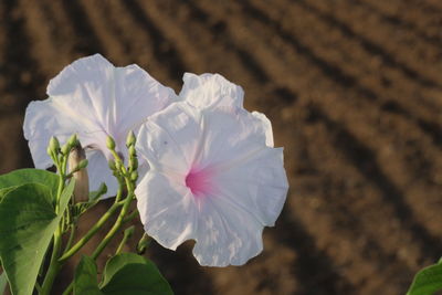 Close-up of white flowering plant