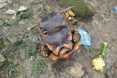 High angle view of turtle on field