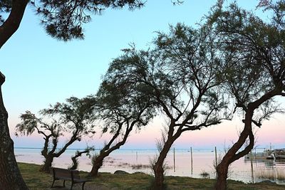 Trees at beach against clear sky