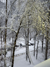 Bare trees on snow covered landscape