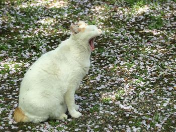 Close-up of white cat yawning