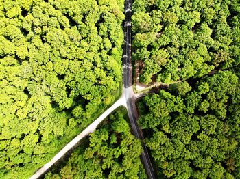 High angle view of green plants on land