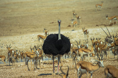 View of birds on sand