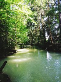 Scenic view of river amidst trees in forest