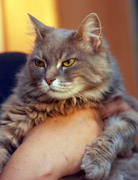 Close-up of cat with hand on kitten