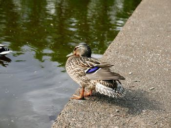 A mallard duck perching next to a pond in maxwell park