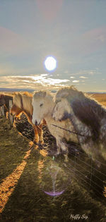 Scenic view of landscape against bright sun