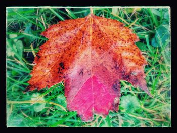 Close-up of red maple leaf on grass