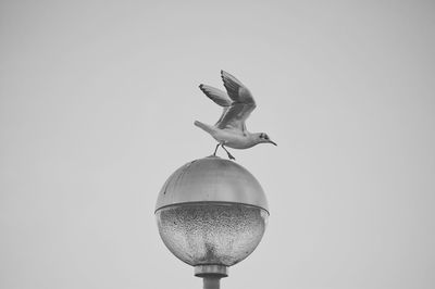 Low angle view of seagull flying against clear sky