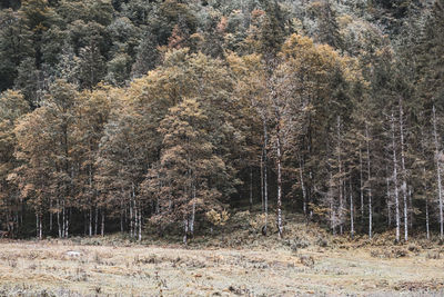 Pine trees in forest