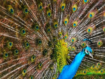 Full frame shot of peacock