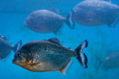 Close-up of piranha fish swimming in sea
