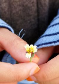 Close-up of hand holding purple flowering plant