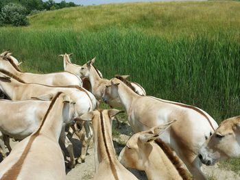 Horses on field