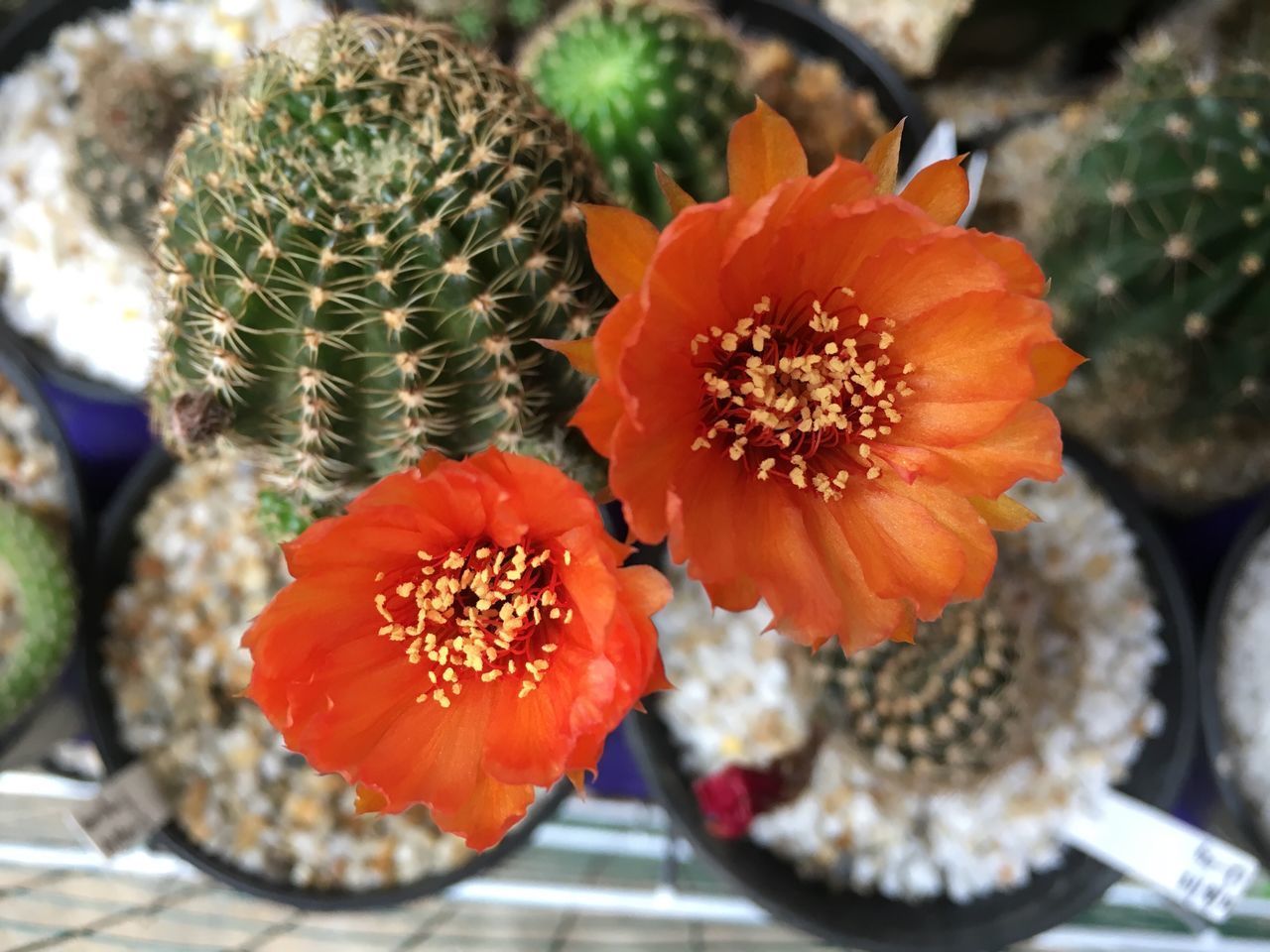 CLOSE-UP OF ORANGE CACTUS FLOWER