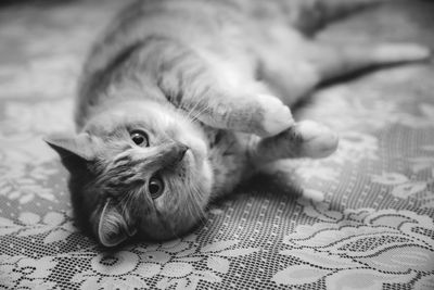 Cat lying playfully on a table with a table cloth.