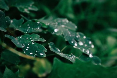 Close-up of wet plant leaves during rainy season