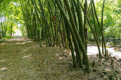 Trees growing on field in forest