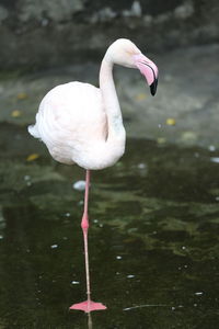 Close-up of white heron standing in lake