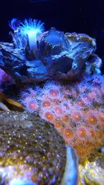 Close-up of coral underwater