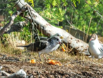 Close-up of birds perching on field