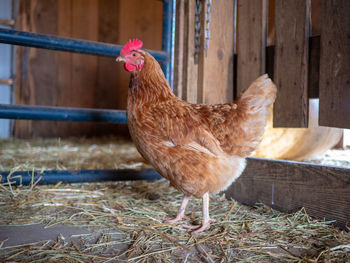 Close-up of a chicken