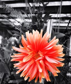 Close-up of red flower