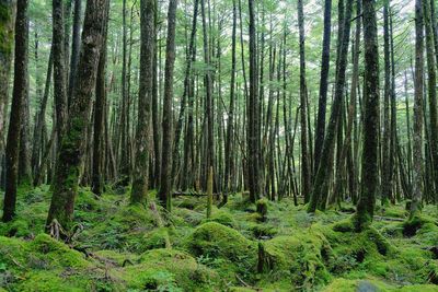 Scenic view of forest