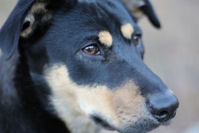 Close-up portrait of dog