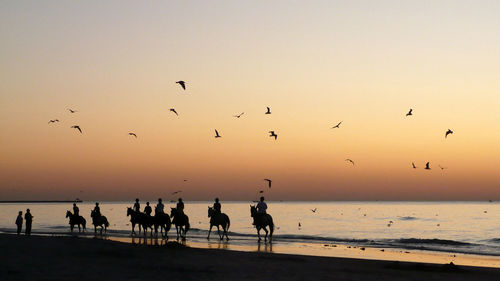 Silhouette birds flying over beach against clear sky