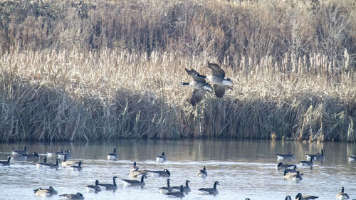 Birds flying over lake