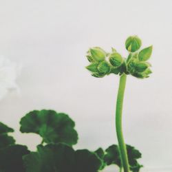 Close-up of green leaves