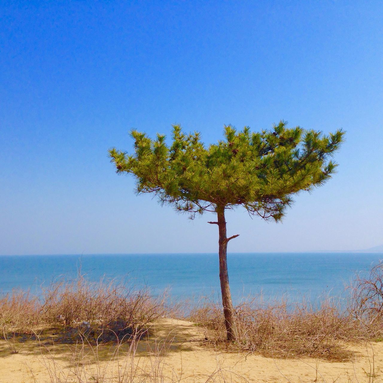 horizon over water, sea, clear sky, tranquility, tranquil scene, water, beach, scenics, tree, beauty in nature, nature, blue, shore, copy space, growth, sand, idyllic, tree trunk, branch, day