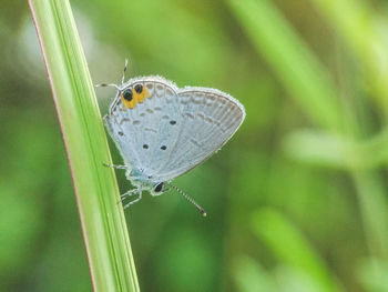 Close-up of damselfly perching on leaf