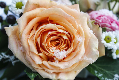 Close-up of rose blooming outdoors