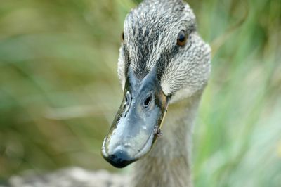 Close-up of beak of duck