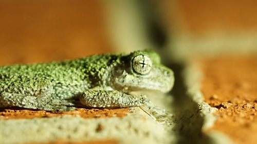 Close-up of lizard on wood