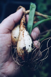 Cropped image of hand harvesting onions