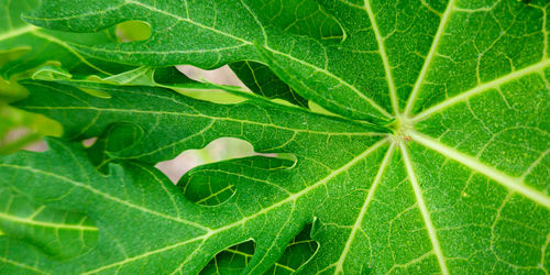 Full frame shot of fresh green leaves