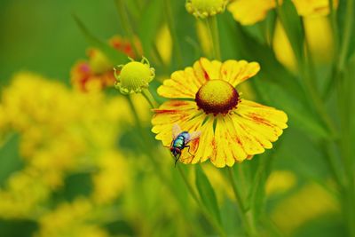 Close-up of bee on yellow flower
