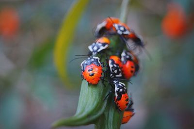 Close-up of ladybug on leaf