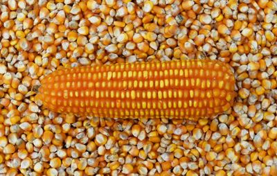 Full frame shot of corn and kernels