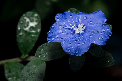 Close-up of wet purple flowering plant