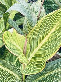 Close-up of palm leaves